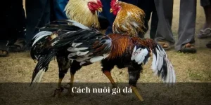 Cách Nuôi Gà Đá – Kiến Thức Hữu Ích Dành Cho Sư Kê U888