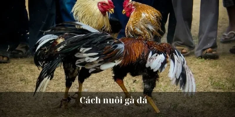 Cách Nuôi Gà Đá – Kiến Thức Hữu Ích Dành Cho Sư Kê U888