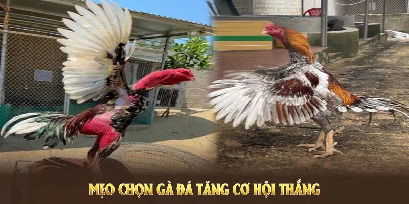 Mẹo chọn giống trong cách nuôi gà đá của sư kê U888